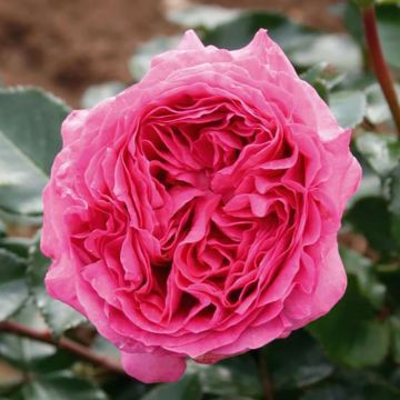 Rosa Bernadette Lafont - Edelrose