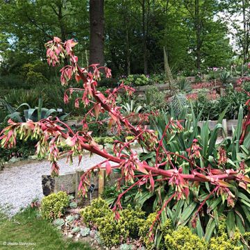 Beschorneria yuccoides Quicksilver - Beschornerie