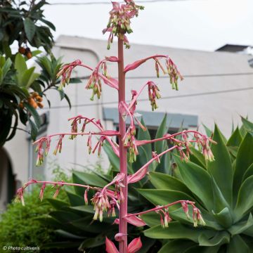 Beschorneria yuccoides Flamingo Glow - Beschornerie