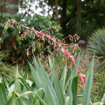 Beschorneria yuccoides - Beschornerie