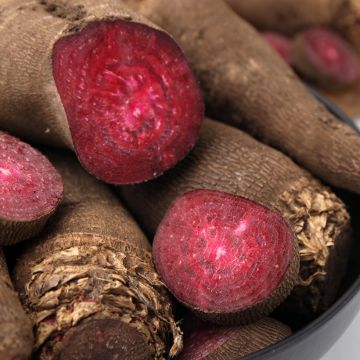 Rote Bete Crapaudine Bio- Ferme de Sainte Marthe