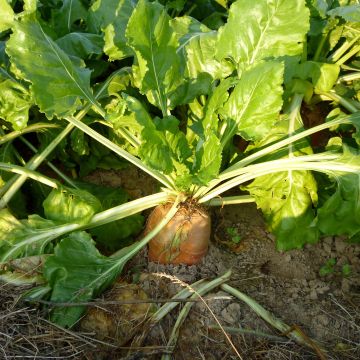 Rote Bete Große Gelb Futterrüben de Vauriac