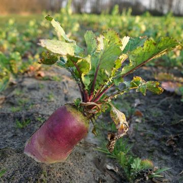 Betterave Fourragère géante rouge - Beta vulgaris