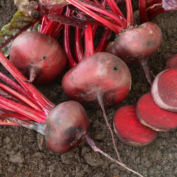 Rote Bete noire plate d'Egypte Bio