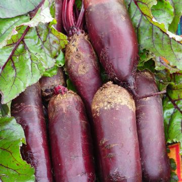 Betterave rouge Alto F1 - Beta vulgaris