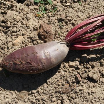 Betterave rouge Covent Garden Bio - Ferme de Sainte Marthe