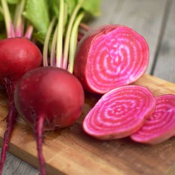 Betterave rouge Paonazza d'Egitto - Beta vulgaris