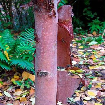 Betula albosinensis Blason - Rote China-Birke