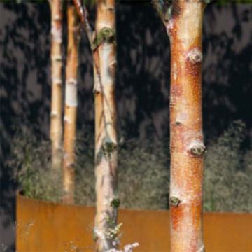 Betula albosinensis Fascination - Rote China-Birke