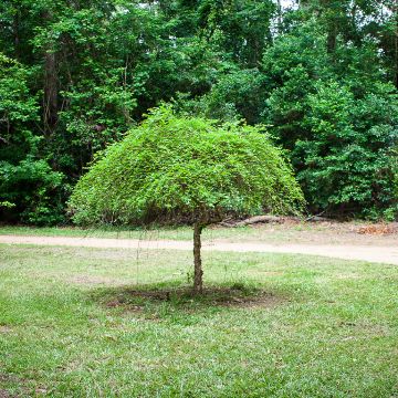 Betula nigra Summer Cascade - Schwarz-Birke