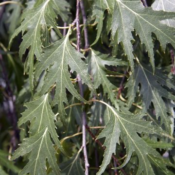 Bouleau pleureur - Betula pendula Crispa