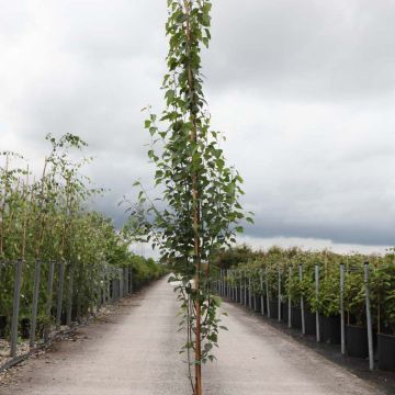 Betula pendula Fastigiata - Bouleau fastigié