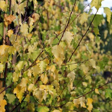 Betula pendula Golden Cloud - Hänge-Birke