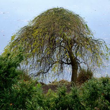 Betula pendula Magical Globe - Hänge-Birke