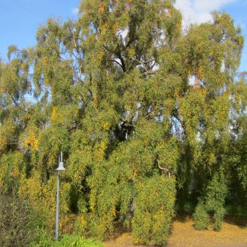 Betula pendula Tristis - Hänge-Birke