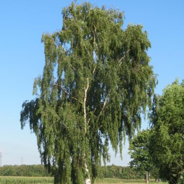 Betula pendula - Hänge-Birke