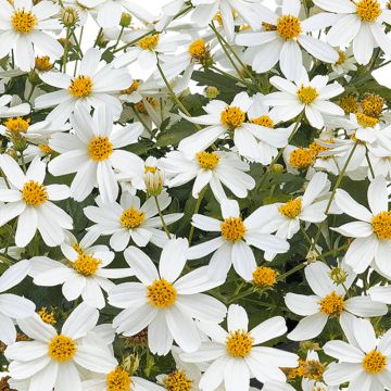 Bidens Bee White - Zweizahn