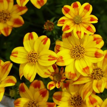 Bidens Beedance Painted Yellow