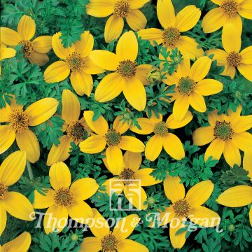 Bidens ferulifolia Golden Eye (Samen) - Zweizahn