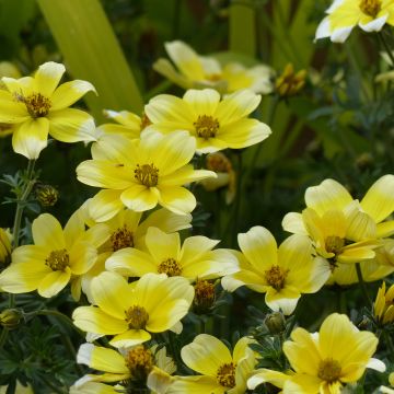 Bidens ferulifolia Lemon Moon - Zweizahn