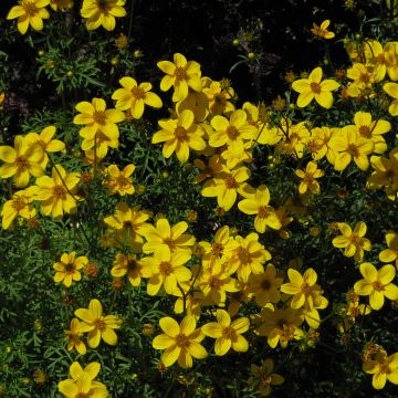 Bidens ferulifolia Yellow Charm - Zweizahn