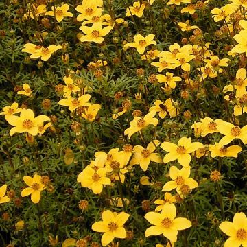 Bidens ferulifolia - Bidens à feuilles de férule