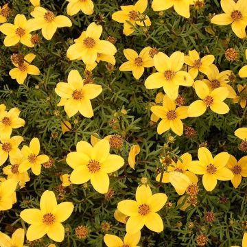 Bidens ferulifolia Compact - Zweizahn