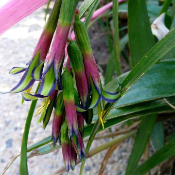 Billbergia nutans - Zimmerhanf