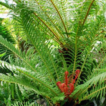 Blechnum brasiliense Volcano - Brasilianischer Baumfarn