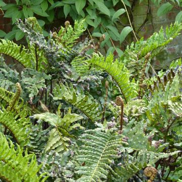 Blechnum chilense