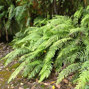 Blechnum novae-zelandiae - Neuseeland-Kammfarn