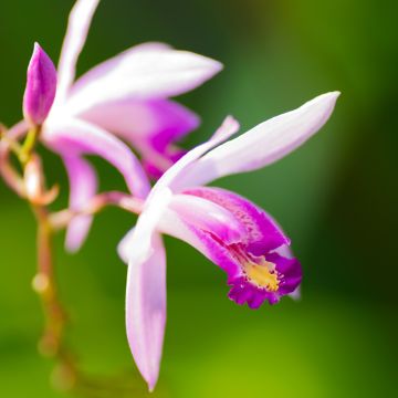 Bletilla Penway Paris - Japanorchidee