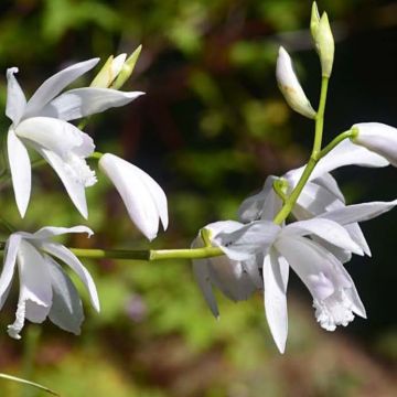 Bletilla striata Alba Variegata - Japanorchidee