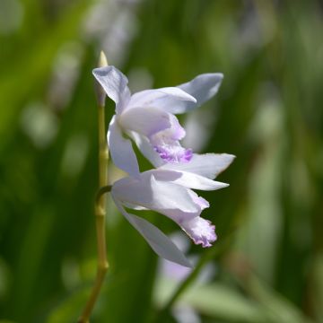 Bletilla striata Kuchi-beni - Japanorchidee