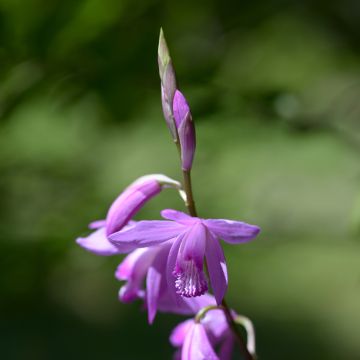 Bletilla striata - Japanorchidee