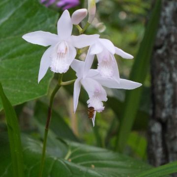 Bletilla striata f. gebina - Japanorchidee