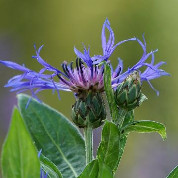 Berg-Flockenblume - Centaurea montana