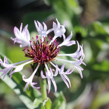 Berg-Flockenblume Amethyst in Snow - Centaurea montana