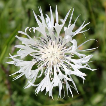 Bleuet des montagnes blanc - Centaurée montana Alba