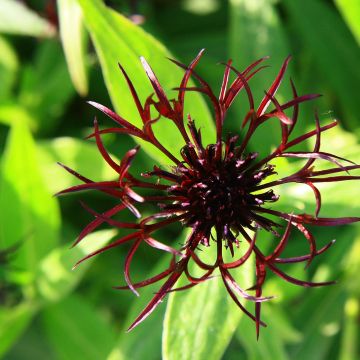 Berg-Flockenblume Black Sprite - Centaurea montana