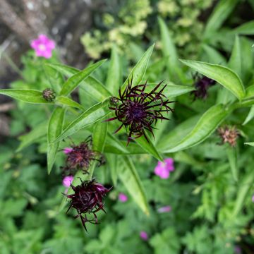 Berg-Flockenblume Jordy - Centaurea montana