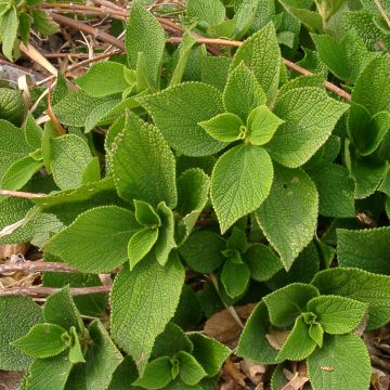 Boehmeria biloba - Chinagras