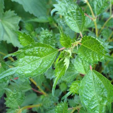 Boehmeria spicata - Chinagras