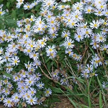 Boltonia asteroides Snowbank - Aster étoilé - Faux Aster