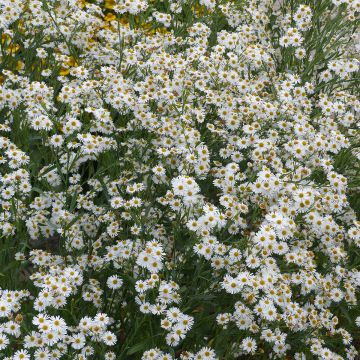 Boltonia asteroides Latisquama - Scheinaster