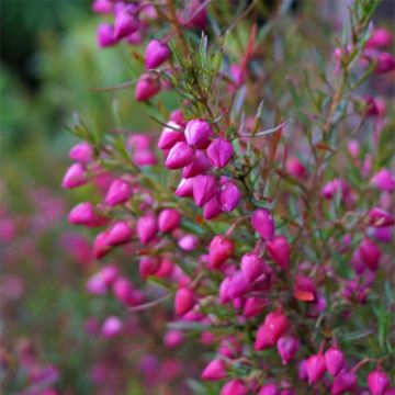 Boronia heterophylla