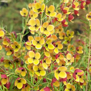 Boronia megastigma Tui