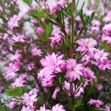 Boronia pilosa Rose Blossom