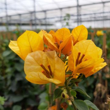 Bougainvillea spectabilis Yellow - Drillingsblume