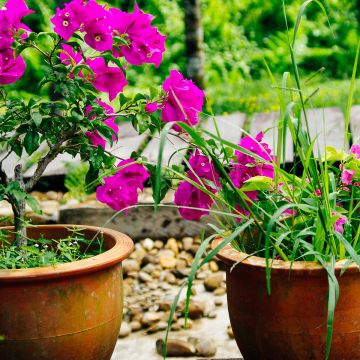 Bougainvillea Mini Thaï - Drillingsblume